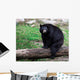 American Black Bear Sitting on a Tree Trunk Wall Mural