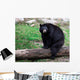 American Black Bear Sitting on a Tree Trunk Wall Mural