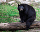 American Black Bear Sitting on a Tree Trunk Wall Mural