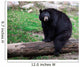 American Black Bear Sitting on a Tree Trunk Wall Mural