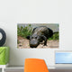 Everglades - Miami - Alligator Wall Mural