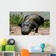 Everglades - Miami - Alligator Wall Mural