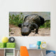 Everglades - Miami - Alligator Wall Mural