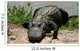 Everglades - Miami - Alligator Wall Mural
