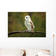 Barn Owl Wall Mural