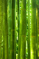 Bamboo Forest Wall Mural