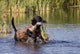 Duck Hunting Lab