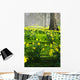 Daffodils in St. James's Park Wall Mural