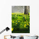 Daffodils in St. James's Park Wall Mural