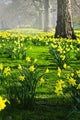 Daffodils in St. James's Park Wall Mural