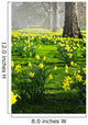 Daffodils in St. James's Park Wall Mural