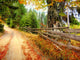 Autumn Landscape Wall Mural