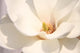 White magnolia flowers Wall Mural