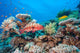 Coral Grouper Tropical Reef Wall Decal