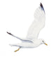 Seagull Wall Decal