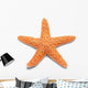 Orange Starfish Wall Decal