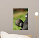 Cute Baby Gorilla