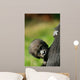 Cute Baby Gorilla