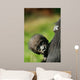 Cute Baby Gorilla