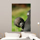 Cute Baby Gorilla
