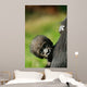 Cute Baby Gorilla