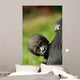 Cute Baby Gorilla