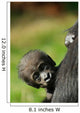 Cute Baby Gorilla