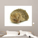 Hedgehog