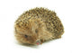 Hedgehog