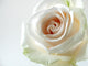 White Rose White