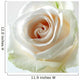 White Rose White