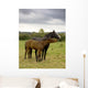 Two Horses Love Wall Mural
