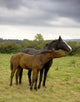 Two Horses Love Wall Mural