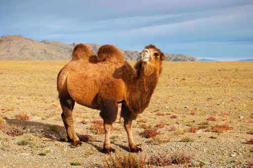Bactrian Camel Mongolian Desert Wall Decal