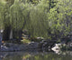 Weeping Willow Wall Mural