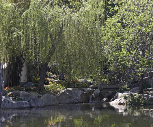 Weeping Willow Wall Mural