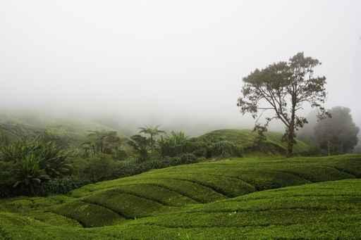 Tea Plantation Wall Decal Design 2