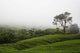Tea Plantation Wall Decal Design 2