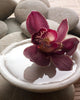 Orchid Close-up Bottom Pebbles Wall Mural