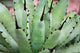 Aloe Wall Mural