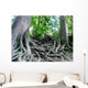 tree roots Wall Mural