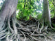 tree roots Wall Mural