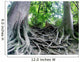 tree roots Wall Mural