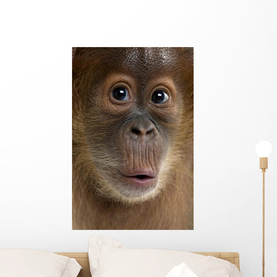 Baby Sumatran Orangutan 4 shown on a wall