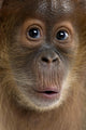 Baby Sumatran Orangutan 4