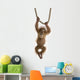 Baby Sumatran Orangutan Wall Decal