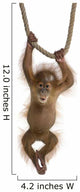Baby Sumatran Orangutan Wall Decal