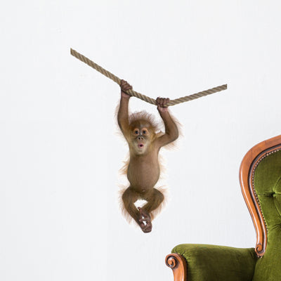 Baby Sumatran Orangutan Wall Decal shown on a wall