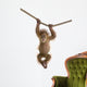 Baby Sumatran Orangutan Wall Decal