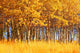 Trees In Autumn Wall Mural